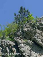 Hrad Starý Jičín 2004-05-21